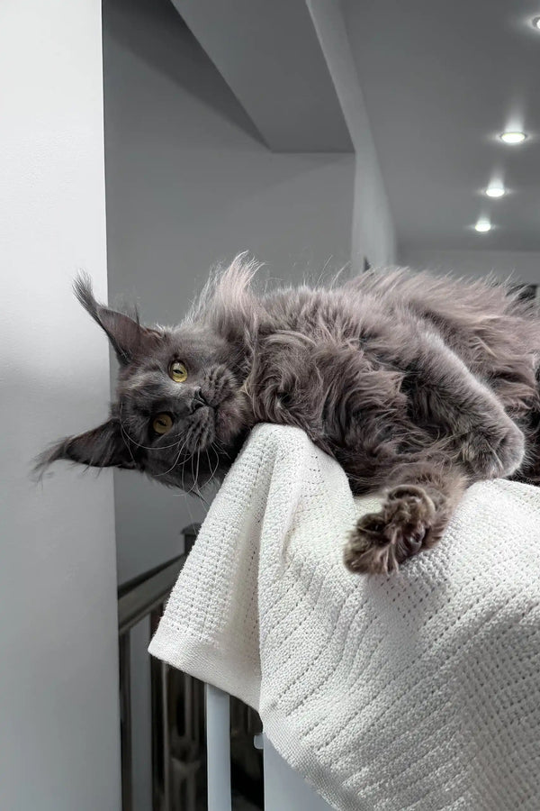 Relaxed gray Maine Coon cat chilling with Lagune Maine Coon Kitten product