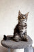 Gray tabby kitten in Laika Maine Coon Kitten product, super cute and playful