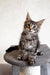 Gray tabby Maine Coon kitten Laika looking adorable and playful