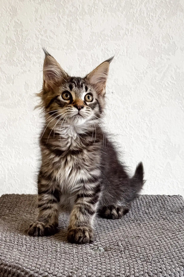 Striped tabby kitten with tufted ears in Laika Maine Coon Kitten product