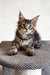 Cute Tabby Maine Coon kitten from Laika collection, ready to be your new best friend!