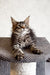 Cute Tabby Maine Coon kitten named Laika in a playful pose