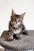 Adorable Tabby Maine Coon kitten from Laika collection, perfect for cat lovers