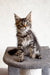 Tabby Maine Coon kitten from Laika collection, fluffy and adorable companion