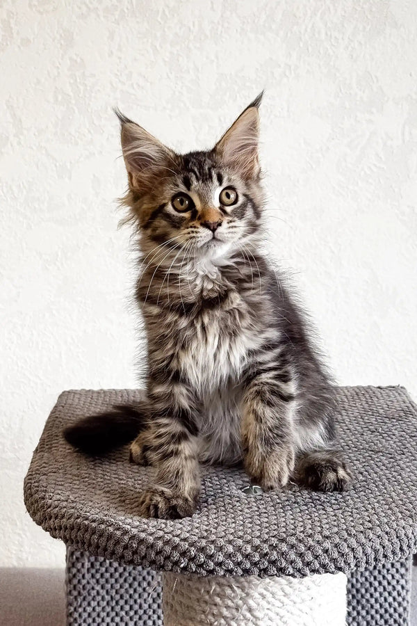 Tabby Maine Coon kitten from Laika collection, fluffy and adorable companion