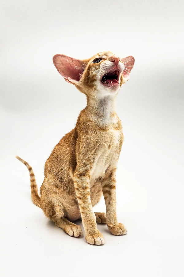 Yawning orange tabby Oriental kitten with big ears sitting upright adorably