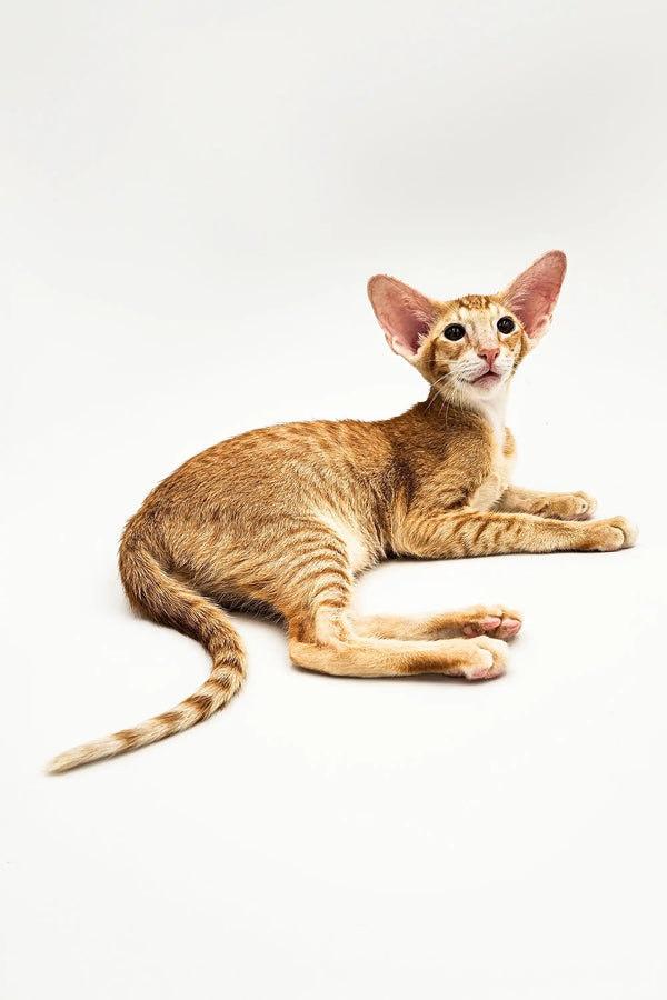 Slender orange-striped Oriental Kitten with large ears lounging on its side