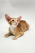 Tan and white Oriental Shorthair kitten Lain with big ears lounging around