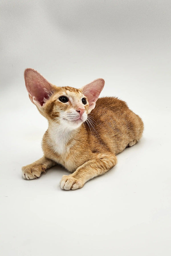 Tan and white Oriental Shorthair kitten Lain with big ears lounging around