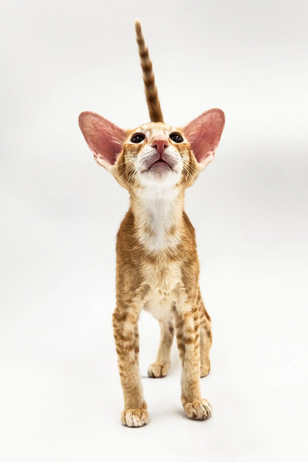 Spotted Oriental Kitten with big ears looking up and tail raised high