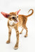 Slender orange-striped Oriental Kitten with big ears and a curled tail