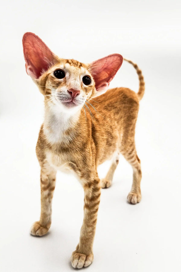 Oriental Kitten with large ears and a slender body ready to play and cuddle