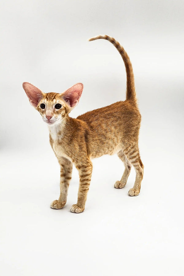 Cute Oriental kitten with big ears and a sleek body lounging around