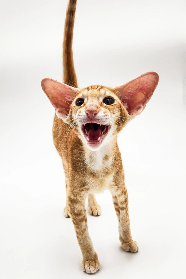 Energetic orange tabby Oriental Kitten with big ears meowing happily
