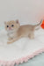 Cute golden kitten from Laki | British Shorthair Kitten collection