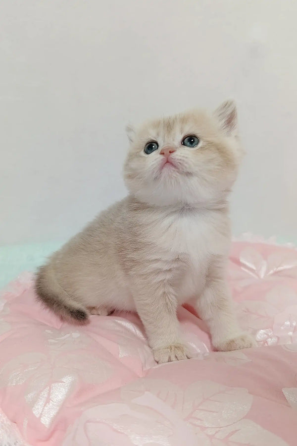 Cute light-furred British Shorthair kitten Laki with stunning blue eyes