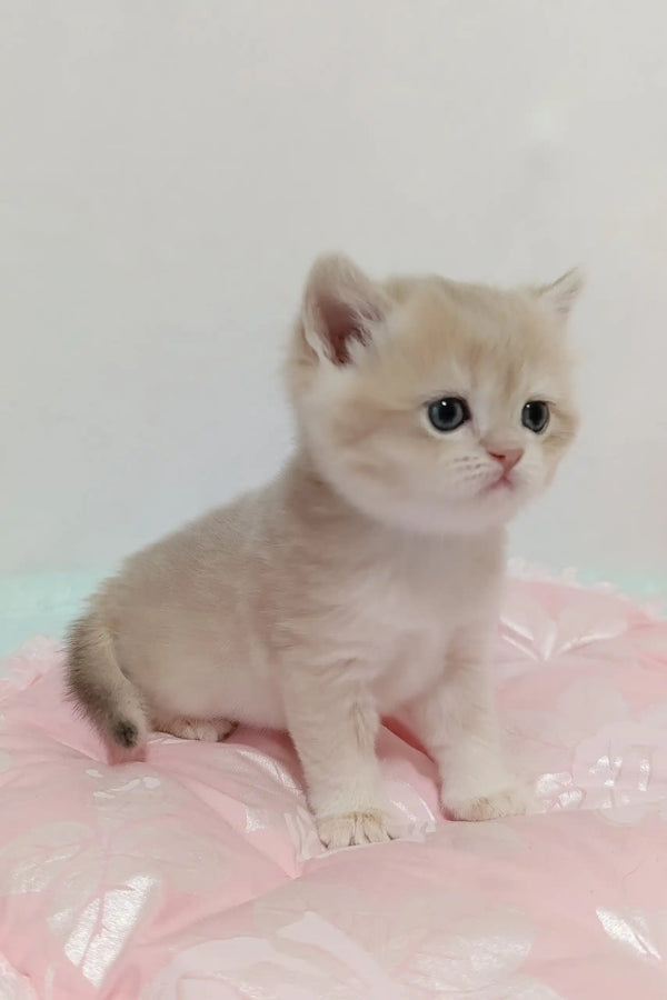 Adorable light-furred British Shorthair kitten named Laki looking playful and cute