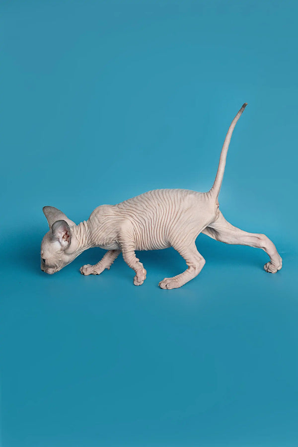 Hairless Elf Straight Kitten with wrinkled skin walking gracefully