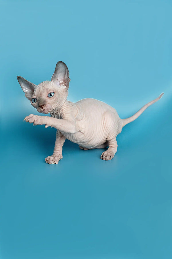 Playful Hairless Sphynx kitten showcasing the cute Elf Straight Kitten features