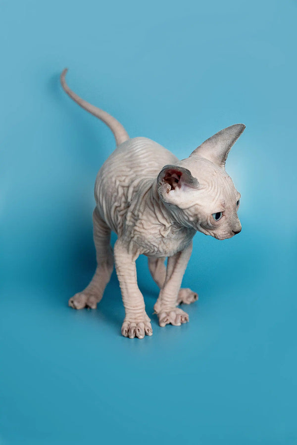 Hairless white Elf Straight Kitten with wrinkled skin on a colorful surface