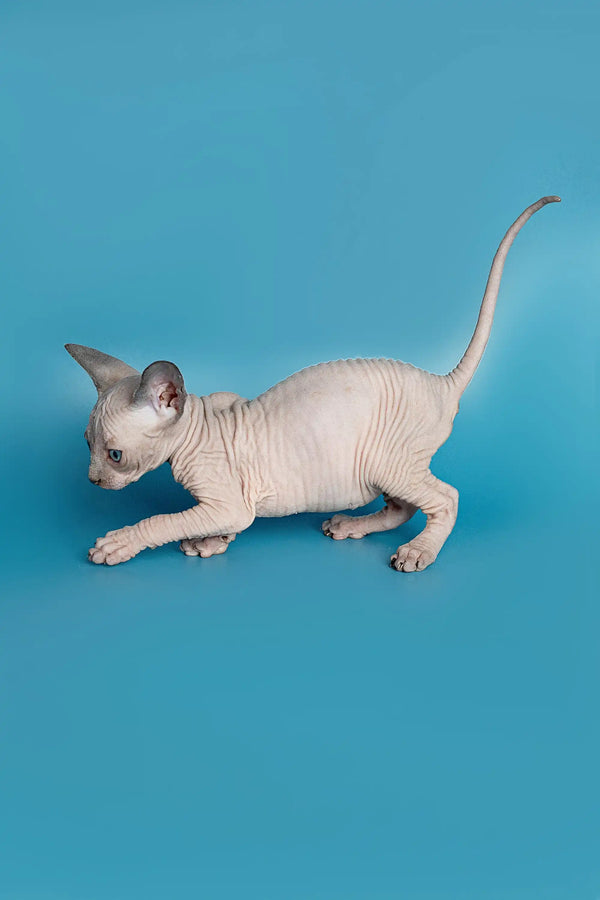 Playful Hairless Sphynx Elf Straight Kitten with wrinkled skin and fun energy