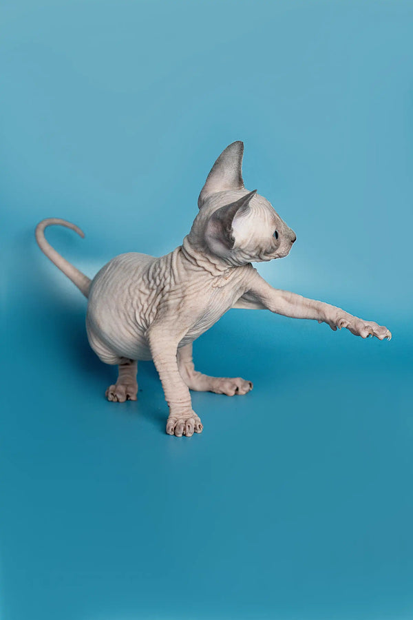 Hairless Sphynx kitten stretching with one paw, perfect for any Elf Straight Kitten lover