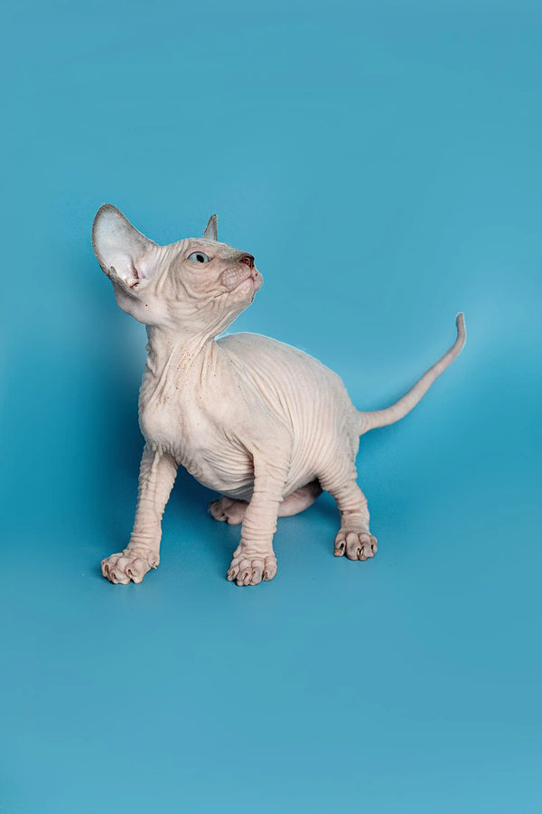 Hairless white Elf Straight Kitten with wrinkled skin on a blue background