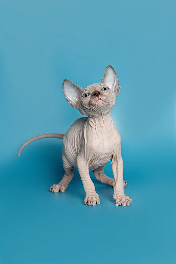 Adorable Hairless Sphynx Elf Straight Kitten with wrinkled skin and big ears sitting up