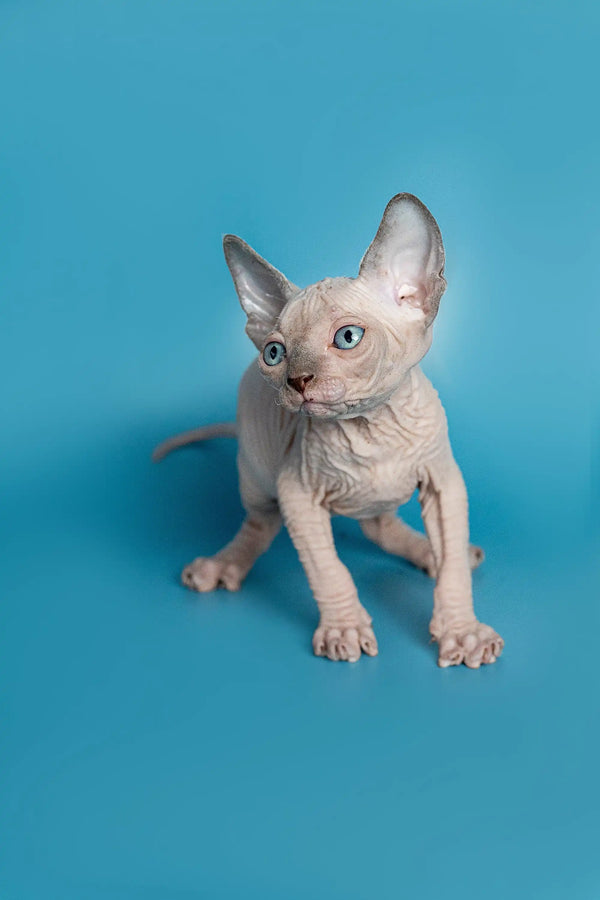 Adorable Hairless Elf Straight Kitten with big ears on a blue surface