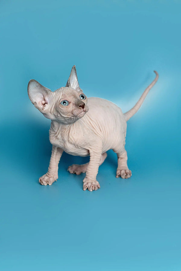 Adorable Hairless Sphynx Elf Straight Kitten with big ears and cute wrinkled skin