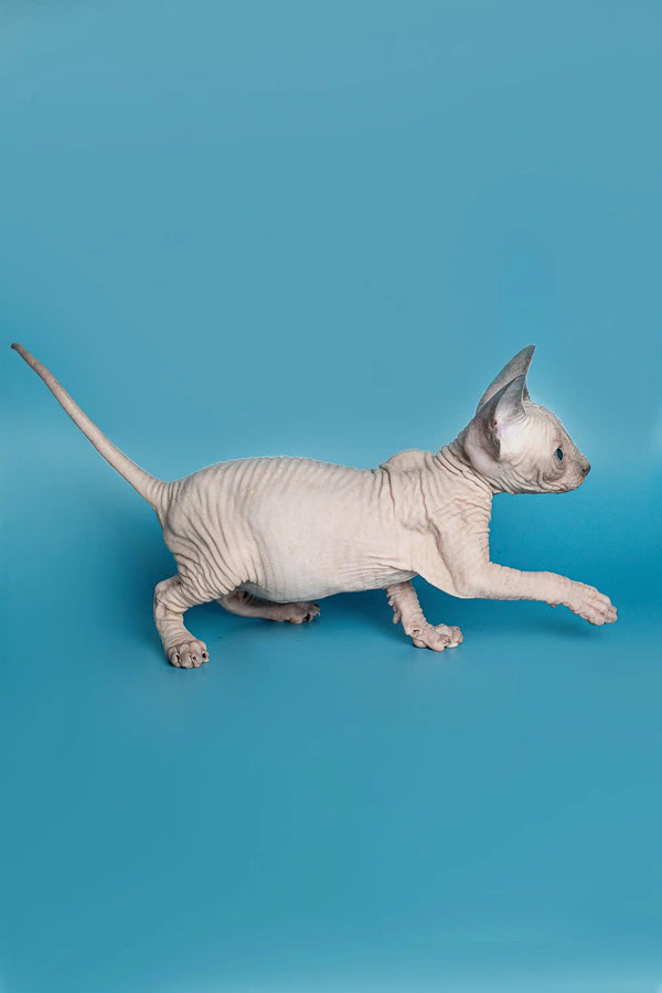 Hairless Sphynx kitten walking with tail up showcases the Lala Elf Straight Kitten