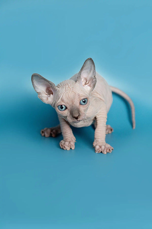 Hairless Sphynx kitten with big ears, perfect as an adorable Elf Straight Kitten