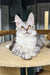 Silver tabby Maine Coon kitten Lala ready to steal your heart and home