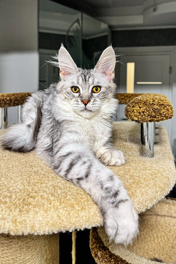 Silver tabby Maine Coon cat Lala looking adorable as a fluffy kitten