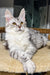 Cute Silver Tabby Maine Coon Kitten named Lala ready for a new home