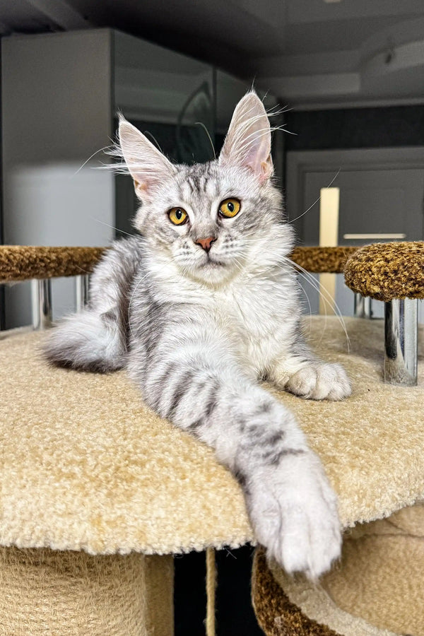 Cute Silver Tabby Maine Coon Kitten in Lala product design for pet lovers