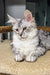 Cute Silver Tabby Maine Coon Kitten named Lala ready for cuddles and fun