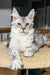 Cute Silver Tabby Maine Coon Kitten named Lala ready for fun and cuddles