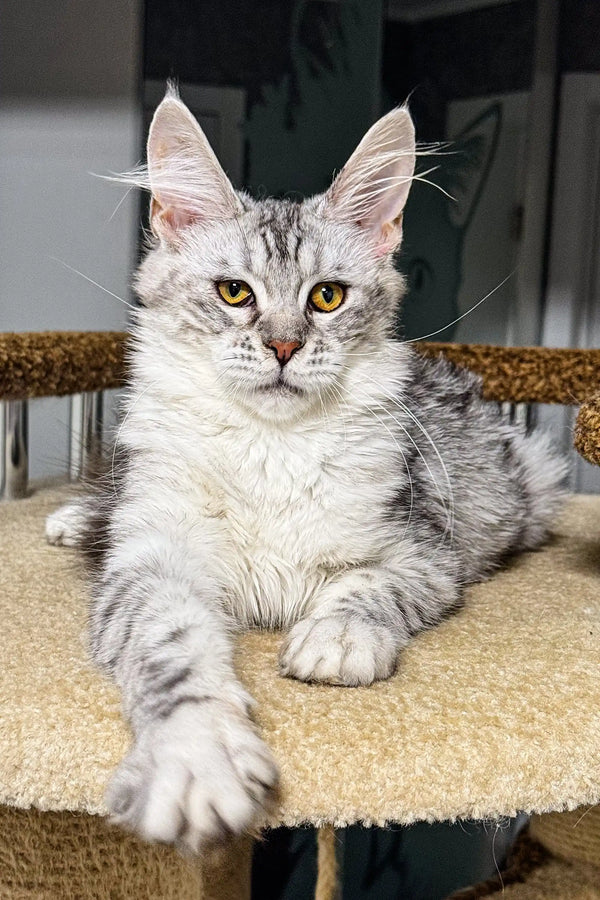 Cute Silver Tabby Maine Coon Kitten named Lala ready for fun and cuddles