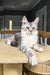 Cute Silver Tabby Maine Coon Kitten named Lala, perfect for any cat lover