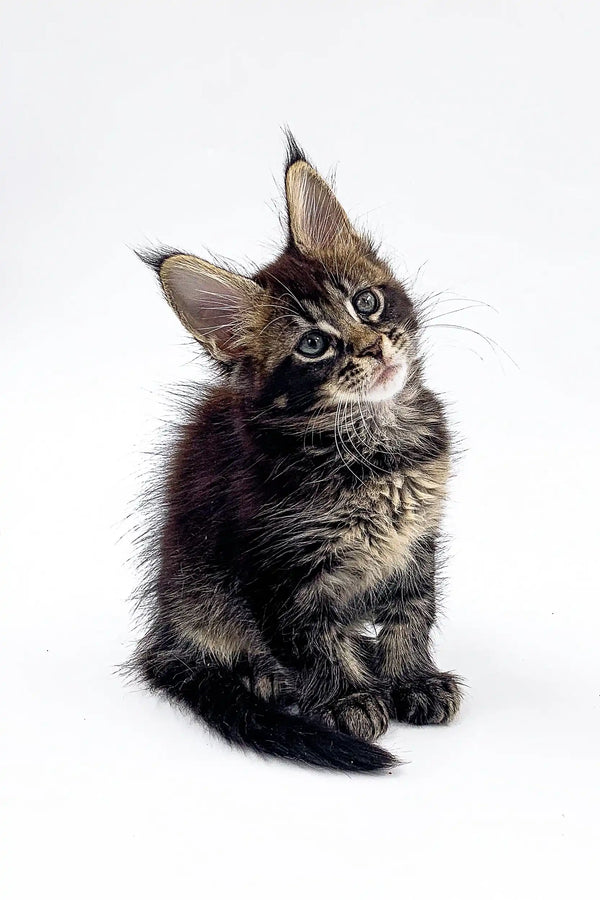 Fluffy tabby Maine Coon kitten with big ears and alert expression in Lana product