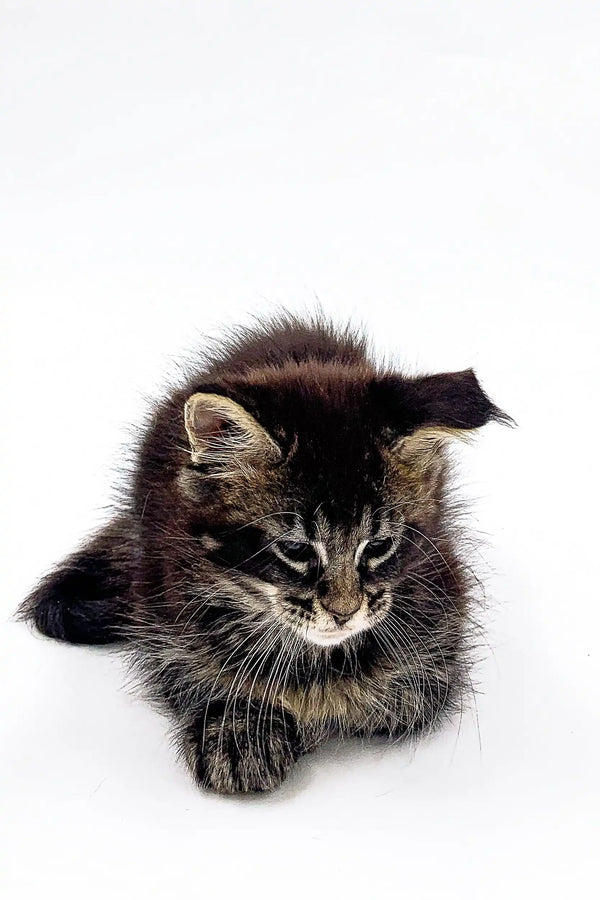 Fluffy Polydactyl Maine Coon kitten Lana relaxing with paws outstretched