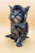 Fluffy gray Maine Coon kitten with blue eyes for Lancom Maine Coon Kitten product