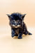 Fluffy gray Maine Coon kitten with piercing blue eyes in Lancom’s collection