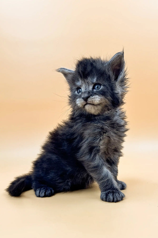 Fluffy gray Maine Coon kitten sitting upright, perfect for any Maine Coon lover