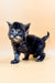 Fluffy black smoke Maine Coon kitten with bright blue eyes from Lancom