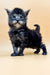 Fluffy gray Maine Coon kitten with bright blue eyes standing alertly