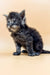 Fluffy gray Maine Coon kitten with bright blue eyes sitting cute and upright