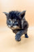 Fluffy gray Maine Coon kitten with bright blue eyes, perfect for any cat lover