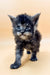 Fluffy gray Maine Coon kitten with bright blue eyes on a plain surface